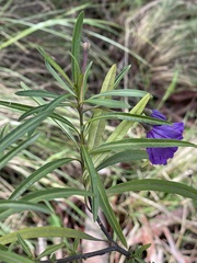 Solanum linearifolium