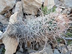 Homalocephala polycephala