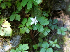 Rubus pedatus