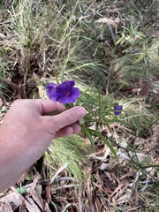 Solanum linearifolium