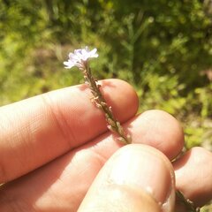 Verbena menthifolia