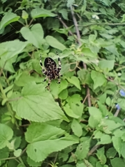 Neoscona orizabensis