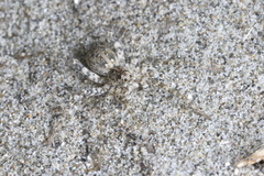 Anoteropsis litoralis