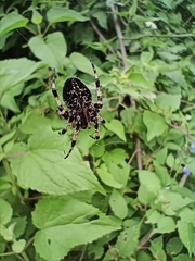 Neoscona orizabensis