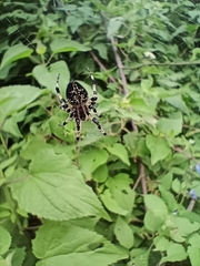 Neoscona orizabensis