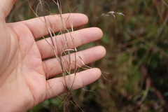 Sporobolus neglectus