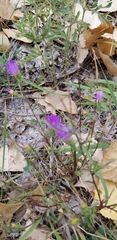 Dieteria bigelovii