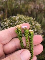 Euchaetis meridionalis