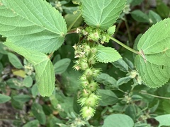 Acalypha ostryifolia