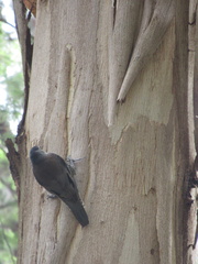 Climacteris erythrops