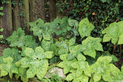 Podophyllum