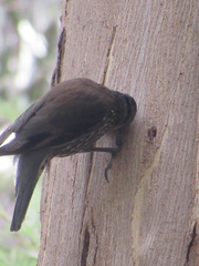 Climacteris erythrops