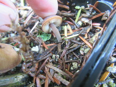 Macrocystidia cucumis