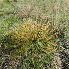 Aciphylla subflabellata