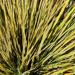 Aciphylla subflabellata