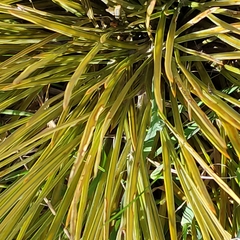 Aciphylla subflabellata