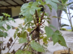 Micrathena pichincha