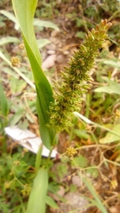 Setaria leucopila