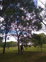 Vachellia pennatula