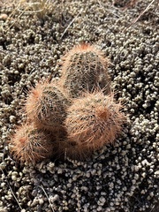 Echinocereus reichenbachii baileyi