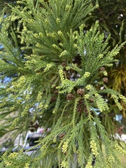 Cryptomeria japonica