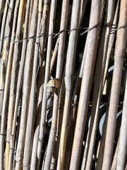 Drymaeus multilineatus