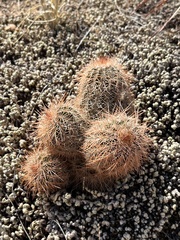 Echinocereus reichenbachii baileyi