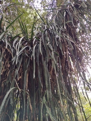 Disocactus speciosus