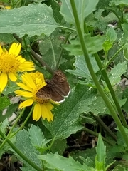 Erynnis tristis