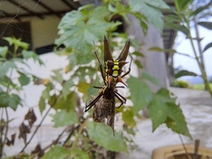 Micrathena pichincha