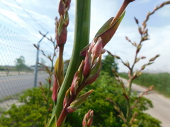 Yucca glauca