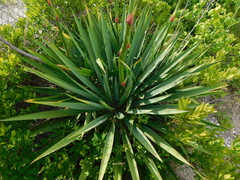 Yucca glauca