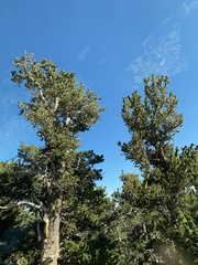 Pinus aristata