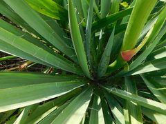 Yucca glauca