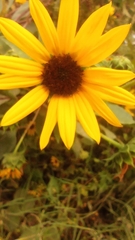 Helianthus annuus