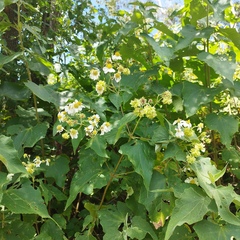 Montanoa leucantha