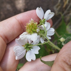 Montanoa leucantha