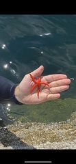 Henricia
