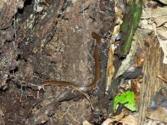 Carphophis amoenus amoenus
