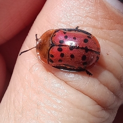Conchyloctenia punctata