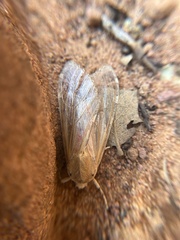 Pseudohemihyalea