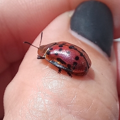 Conchyloctenia punctata