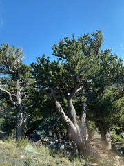 Pinus aristata