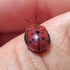 Conchyloctenia punctata