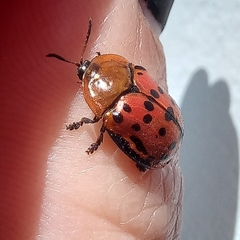 Conchyloctenia punctata