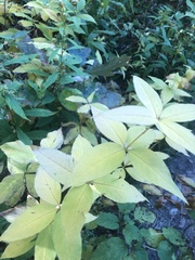 Lysimachia quadrifolia