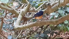 Copsychus malabaricus