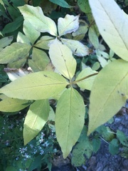 Lysimachia quadrifolia