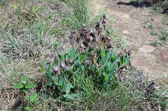 Trichodesma physaloides