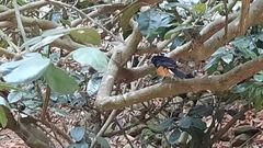 Copsychus malabaricus